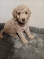 Twinkle, a female Poodle - Standard  and Springer Doodle for sale in Montello, WI – 1 of 1