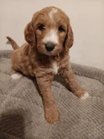 Nemo, a male Goldendoodle for sale in Montello, WI – 4 of 4