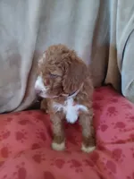 Billy, a male Goldendoodle and Poodle - Standard  for sale in Montello, WI – Photo 2 of 5