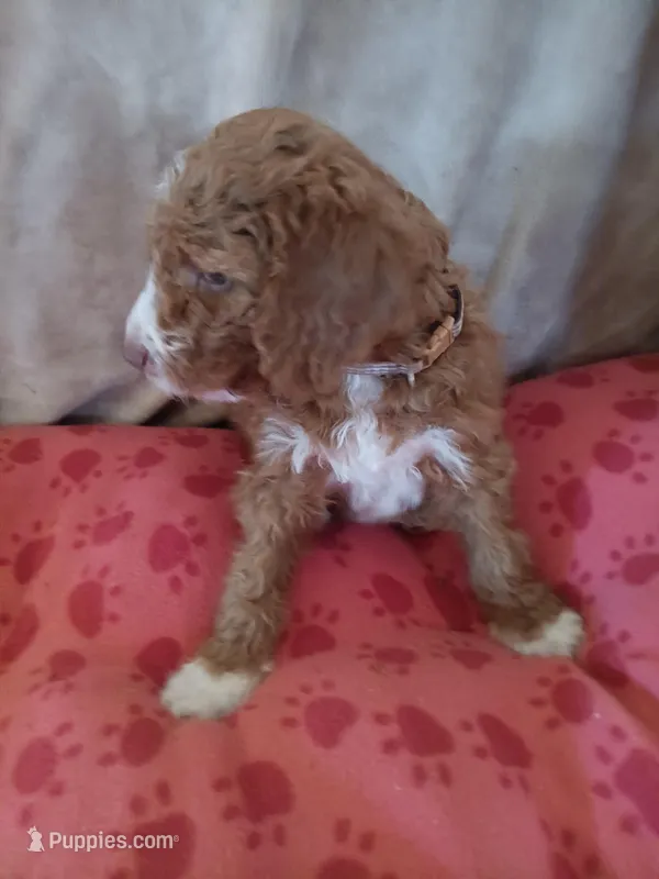 Billy, a male Goldendoodle and Poodle - Standard  for sale in Montello, WI – Photo 1 of 5