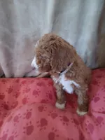 Billy, a male Goldendoodle and Poodle - Standard  for sale in Montello, WI – Photo 5 of 5