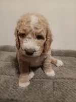 Hank, a male Goldendoodle for sale in Montello, WI – 2 of 3