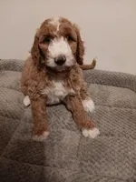 Coral, a female Goldendoodle for sale in Montello, WI – 2 of 4