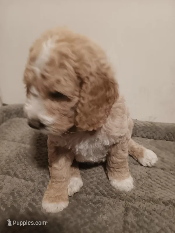 Hank – Goldendoodle puppy for sale in Montello, WI