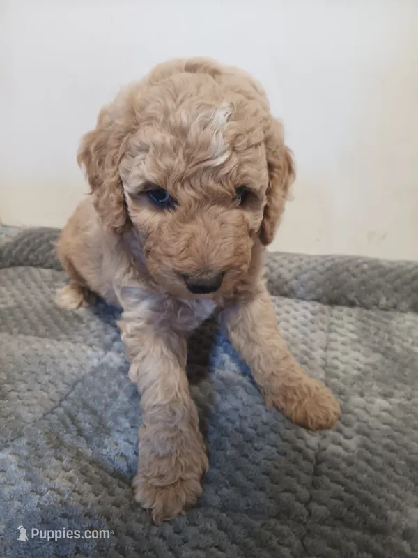 Taffy – Poodle - Standard , Springer Doodle puppy for sale in Montello, WI