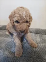 Taffy, a male Poodle - Standard  and Springer Doodle for sale in Montello, WI – 1 of 5
