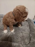 Gerald, a male Goldendoodle for sale in Montello, WI – 2 of 4