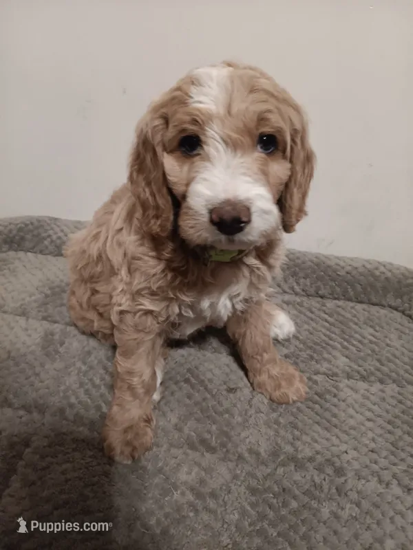 Marlin – Goldendoodle puppy for sale in Montello, WI