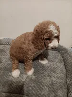 Gerald, a male Goldendoodle for sale in Montello, WI – 4 of 4