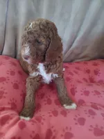 Rex, a male Goldendoodle and Poodle - Standard  for sale in Montello, WI – Photo 3 of 3