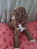 Rex, a male Goldendoodle and Poodle - Standard  for sale in Montello, WI – Photo 2 of 3