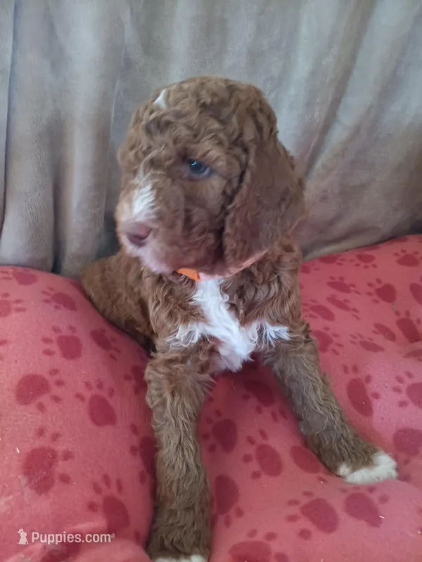 Rex – Goldendoodle, Poodle - Standard  puppy for sale in Montello, WI