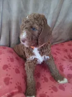 Rex, a male Goldendoodle and Poodle - Standard  for sale in Montello, WI – Photo 1 of 3