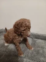 Squirt, a male Goldendoodle for sale in Montello, WI – 2 of 4