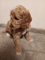 Sheldon, a male Goldendoodle for sale in Montello, WI – 5 of 6