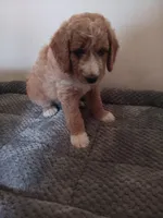 Sugar, a male Poodle - Standard  and Springer Doodle for sale in Montello, WI – 4 of 4