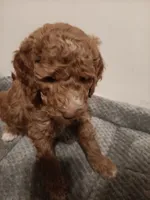 Squirt, a male Goldendoodle for sale in Montello, WI – 4 of 4