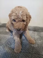 Taffy, a male Poodle - Standard  and Springer Doodle for sale in Montello, WI – 3 of 5