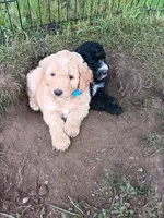 Taffy, a male Poodle - Standard  and Springer Doodle for sale in Montello, WI – 4 of 5