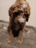 Nigel, a male Goldendoodle for sale in Montello, WI – 2 of 5
