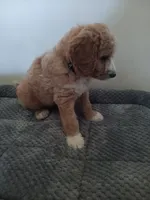 Sugar, a male Poodle - Standard  and Springer Doodle for sale in Montello, WI – 3 of 4