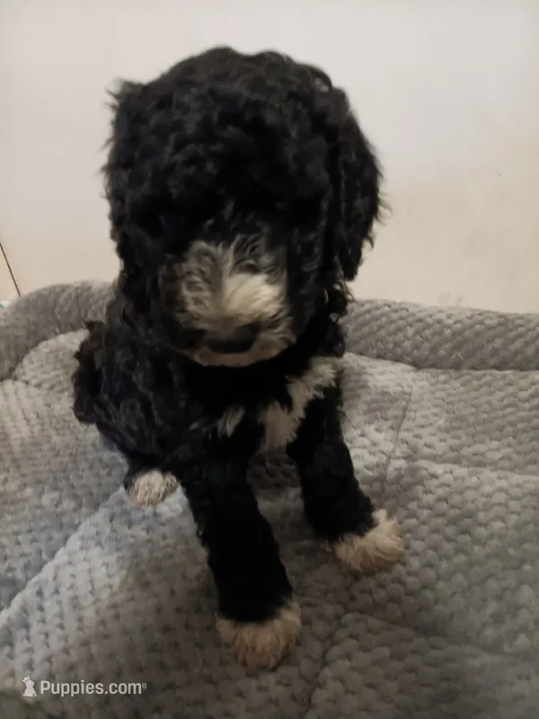 Sprinkles – Poodle - Standard , Springer Doodle puppy for sale in Montello, WI