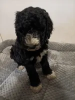 Sprinkles, a female Poodle - Standard  and Springer Doodle for sale in Montello, WI – 1 of 2