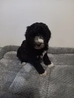 Sprinkles, a female Poodle - Standard  and Springer Doodle for sale in Montello, WI – 2 of 2