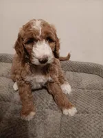 Coral, a female Goldendoodle for sale in Montello, WI – 3 of 4