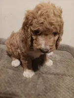 Jenny, a female Goldendoodle for sale in Montello, WI – 3 of 3