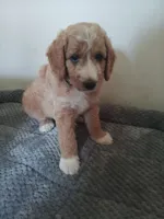 Sugar, a male Poodle - Standard  and Springer Doodle for sale in Montello, WI – 2 of 4
