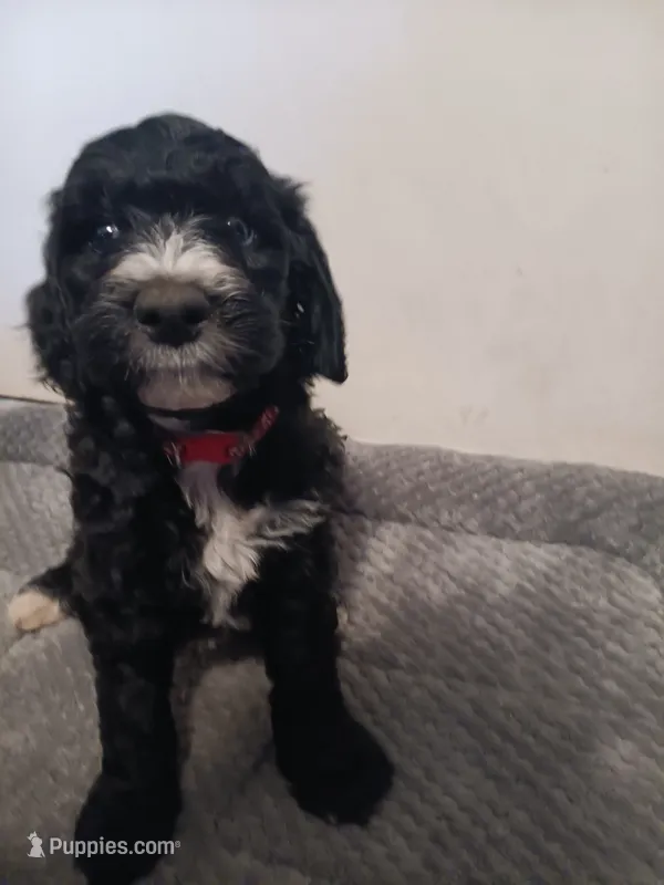 Skittles – Poodle - Standard , Springer Doodle puppy for sale in Montello, WI
