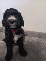 Skittles, a male Poodle - Standard  and Springer Doodle for sale in Montello, WI – 1 of 6