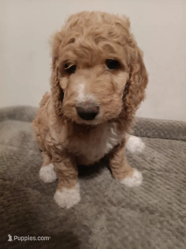 Jenny – Goldendoodle puppy for sale in Montello, WI