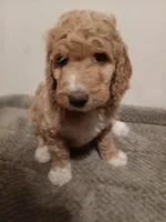 Jenny, a female Goldendoodle for sale in Montello, WI – 1 of 3