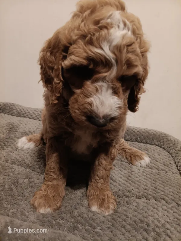 Nigel – Goldendoodle puppy for sale in Montello, WI