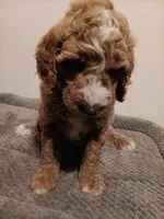 Nigel, a male Goldendoodle for sale in Montello, WI – 1 of 5