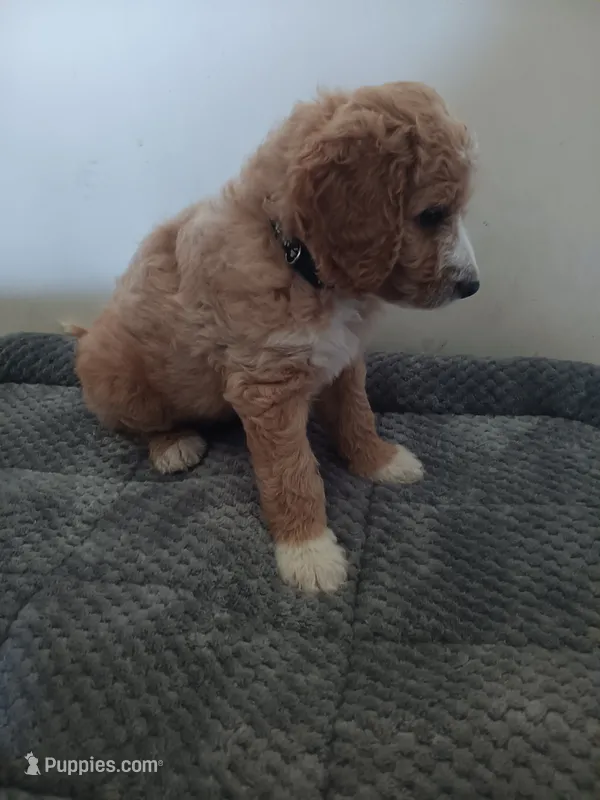Sugar – Poodle - Standard , Springer Doodle puppy for sale in Montello, WI