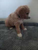 Sugar, a male Poodle - Standard  and Springer Doodle for sale in Montello, WI – 1 of 4