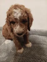 Crush, a male Goldendoodle for sale in Montello, WI – 5 of 5