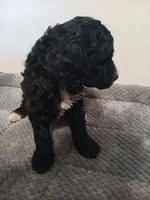Skittles, a male Poodle - Standard  and Springer Doodle for sale in Montello, WI – 5 of 6