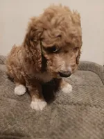 Jenny, a female Goldendoodle for sale in Montello, WI – 2 of 3