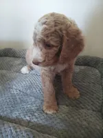 Jelly Bean, a male Poodle - Standard  and Springer Doodle for sale in Montello, WI – 3 of 4