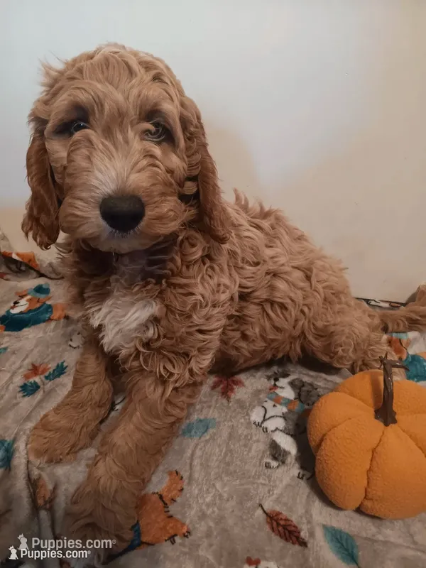 Sheldon – Goldendoodle, Poodle - Standard  puppy for sale in Montello, WI