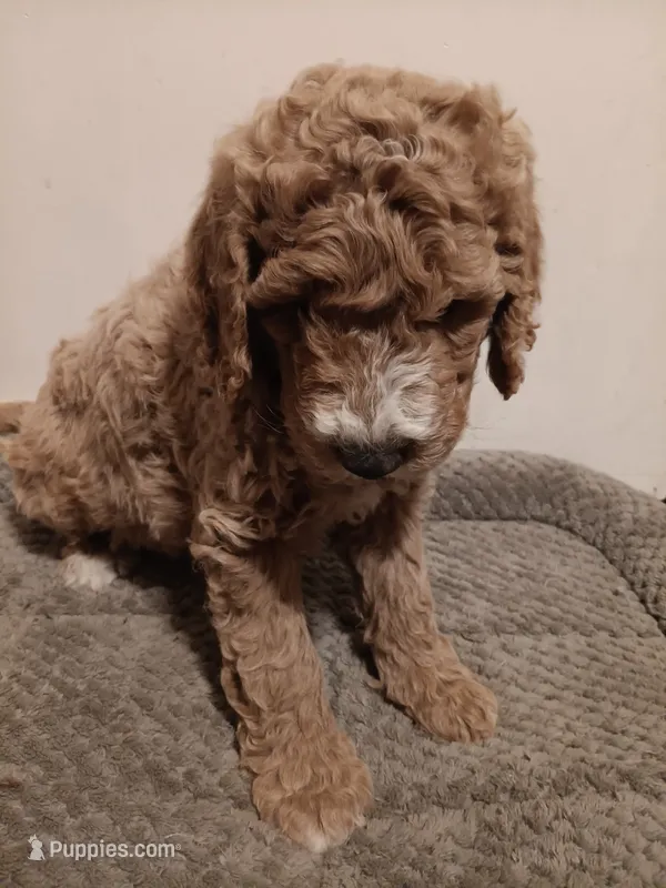 Bruce – Goldendoodle puppy for sale in Montello, WI