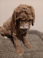 Bruce, a male Goldendoodle for sale in Montello, WI – 1 of 4