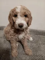 Marlin, a male Goldendoodle for sale in Montello, WI – 4 of 4