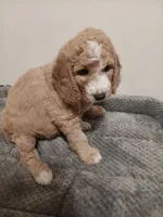 Pearl, a female Goldendoodle for sale in Montello, WI – 4 of 5