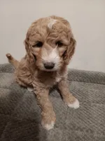 Dory, a female Goldendoodle for sale in Montello, WI – 4 of 5