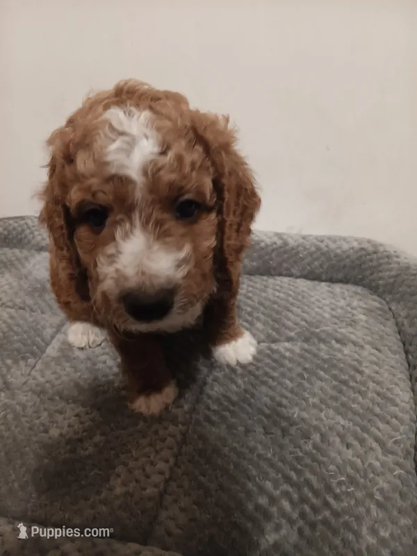 Crush – Goldendoodle puppy for sale in Montello, WI